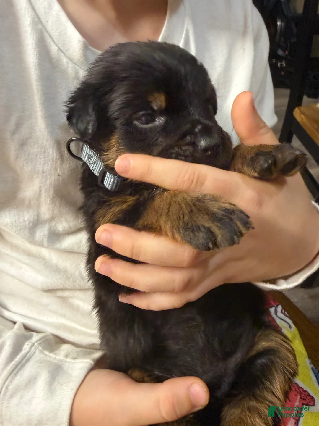 Rottweiler dogs for sale: Rottweiler Puppy 4 - Ad 2