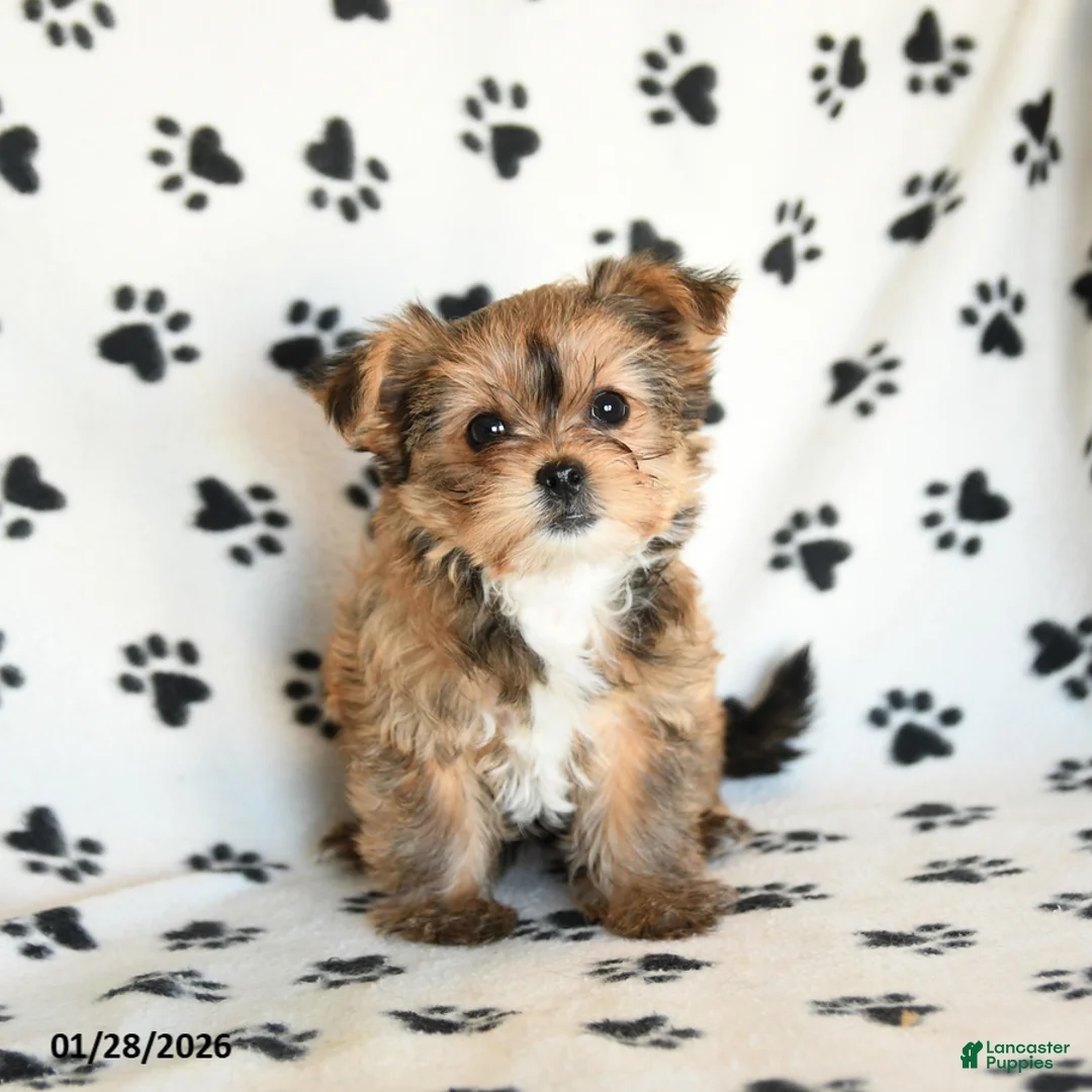 Shorkie dogs for sale: Princess - Ad 2