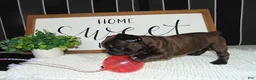 French Bulldog dogs for sale: Tommy - Ad 6