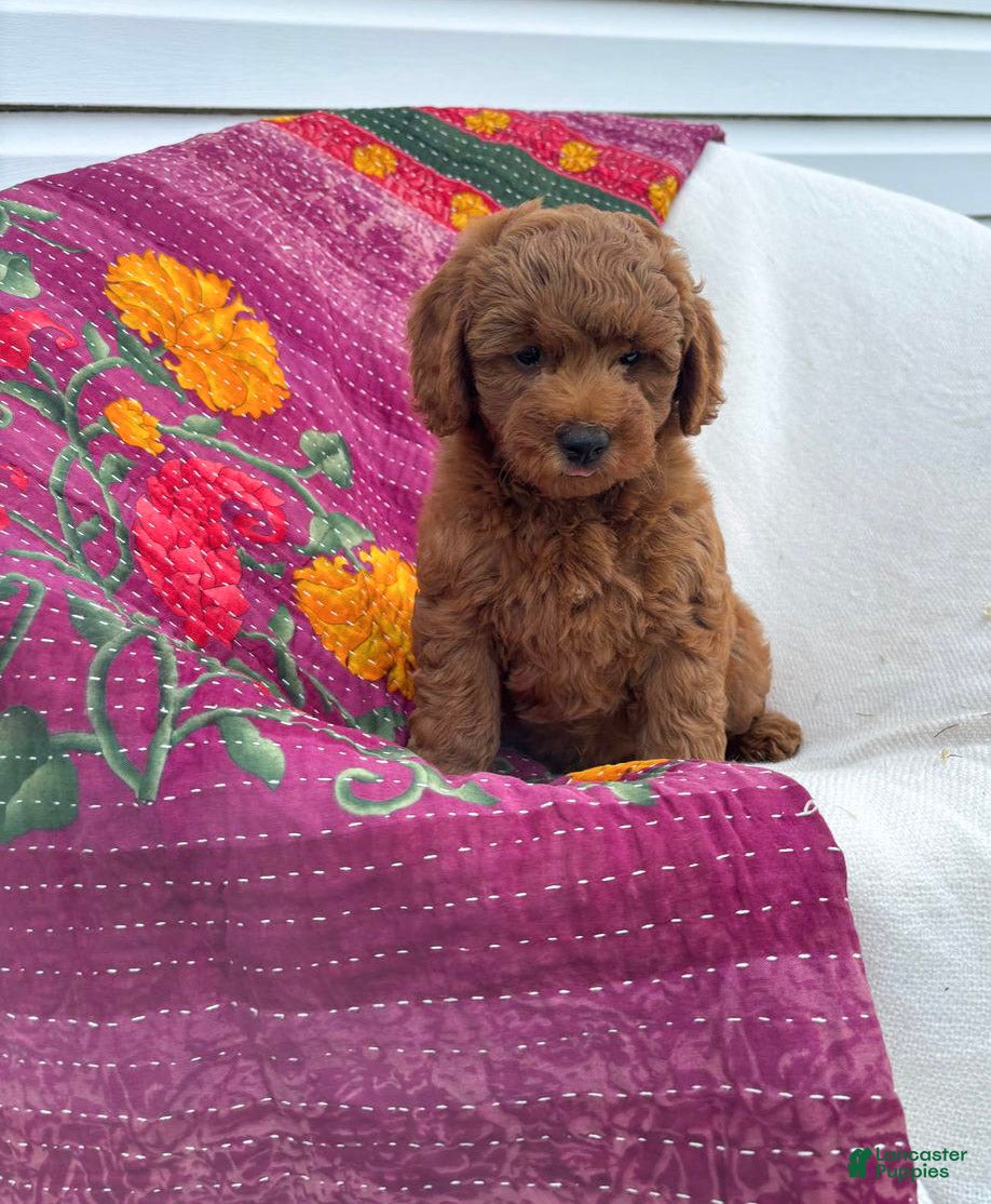 Mini Goldendoodle dogs Hermione  - Ad 1