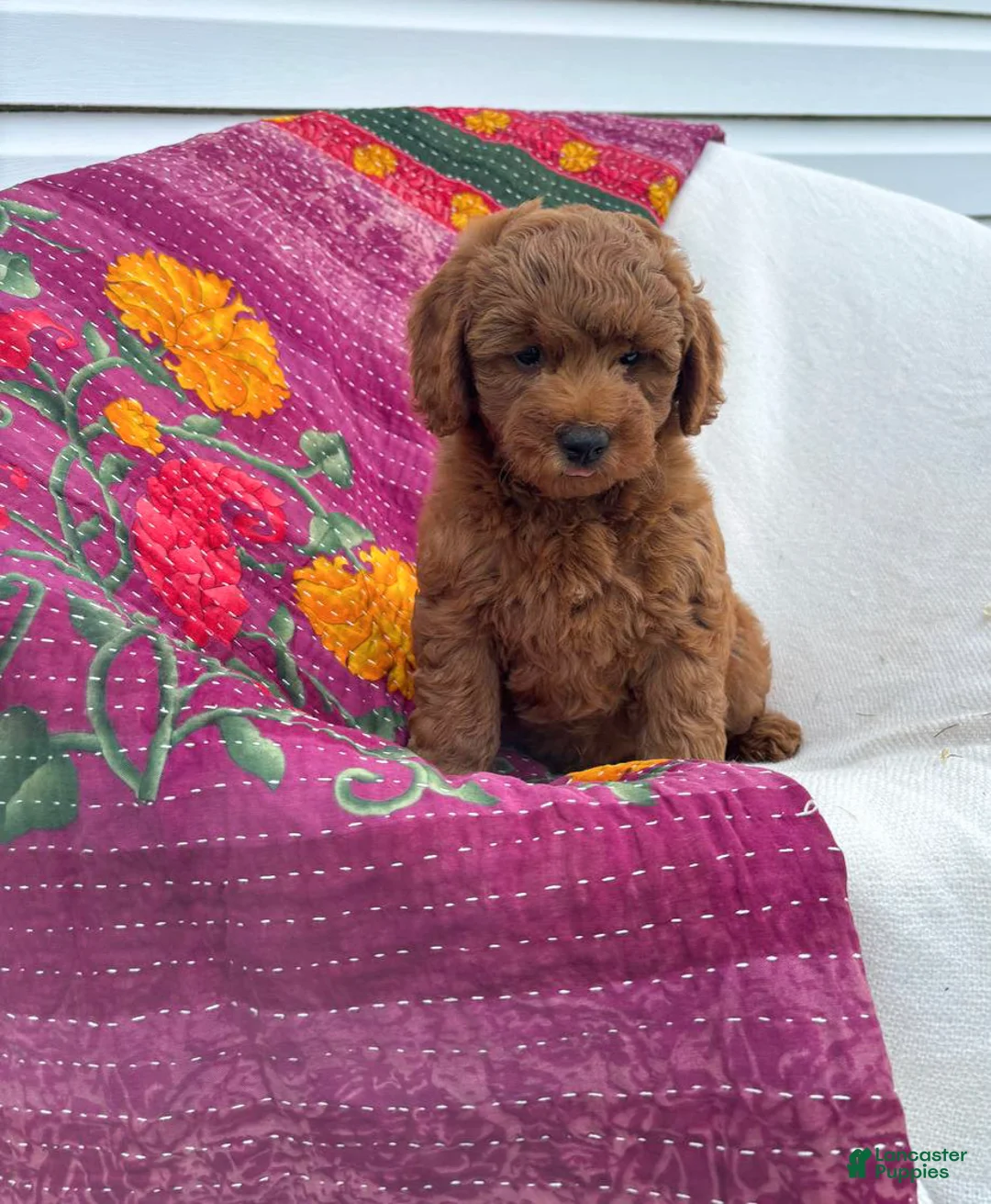 Mini Goldendoodle dogs for sale: Hermione  - Ad 1
