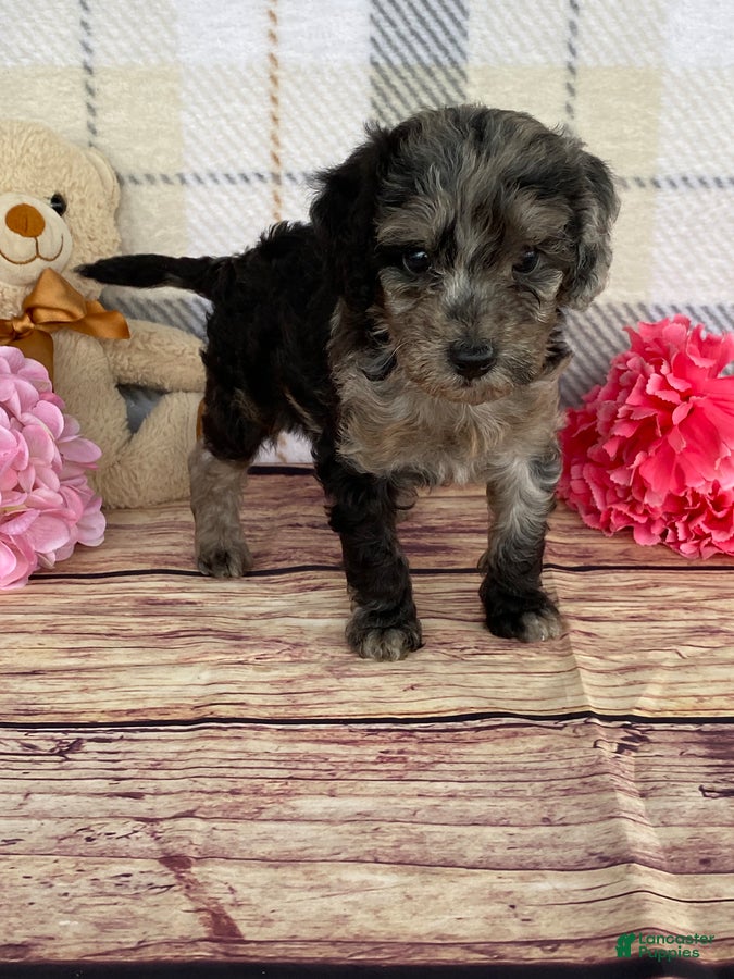 Miniature Labradoodle dogs Tina - Ad 2