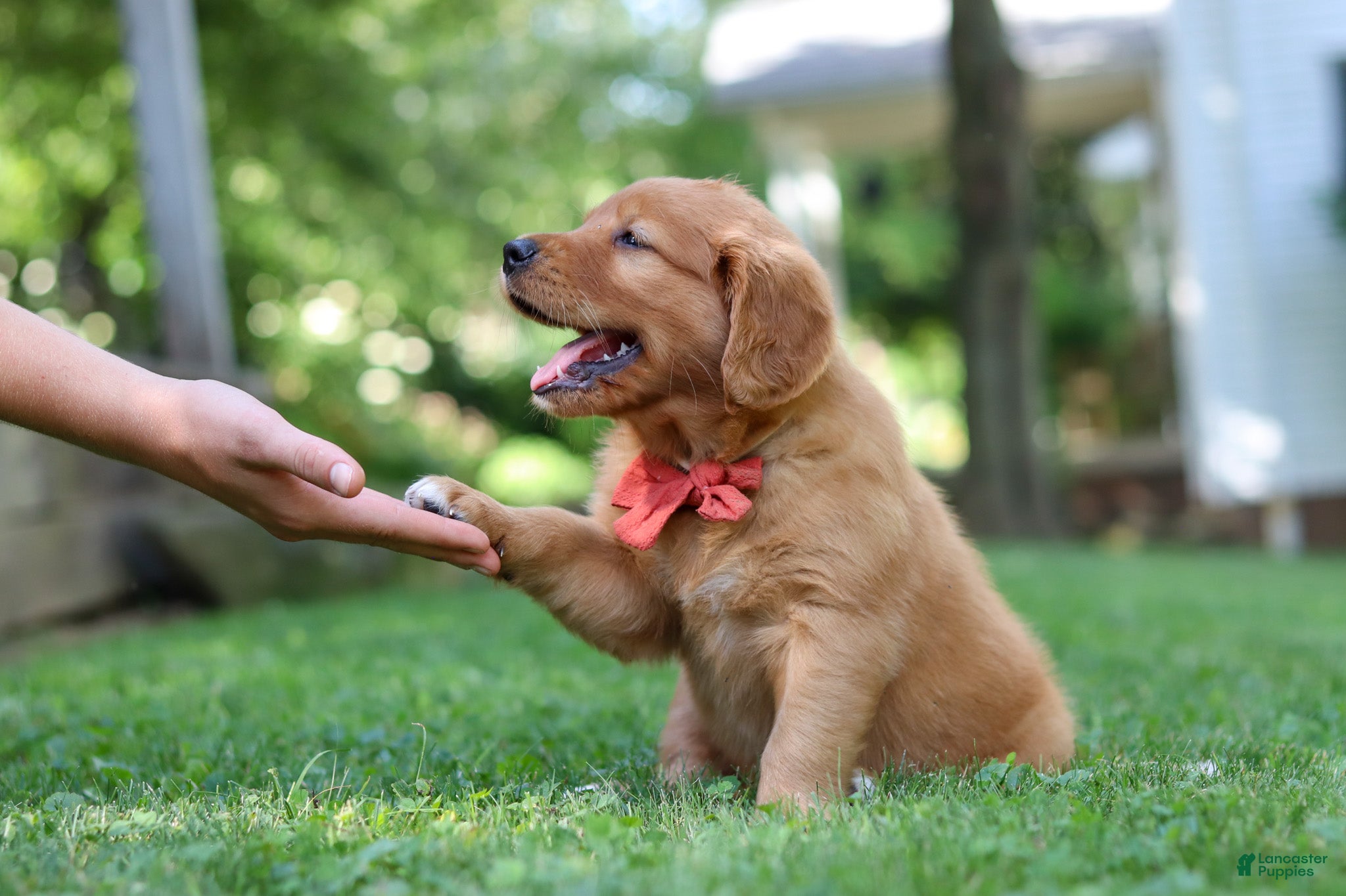 Golden Retriever dogs Scout - Ad 2