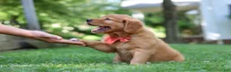 Golden Retriever dogs for sale: Scout - Ad 2