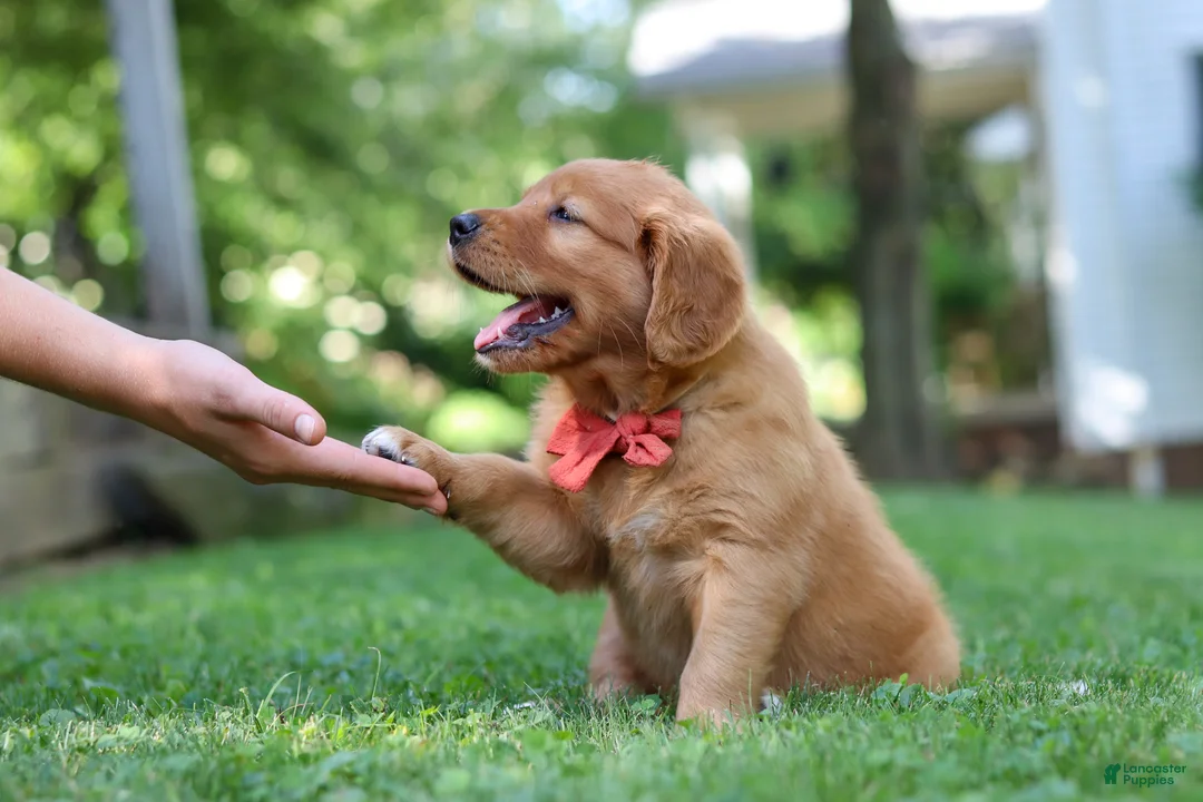 Golden Retriever dogs for sale: Scout - Ad 2