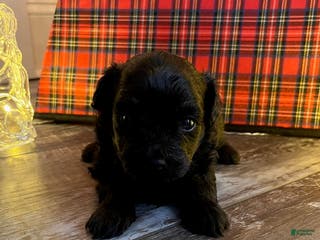 Pomapoo dogs MistleToe - Ad 21