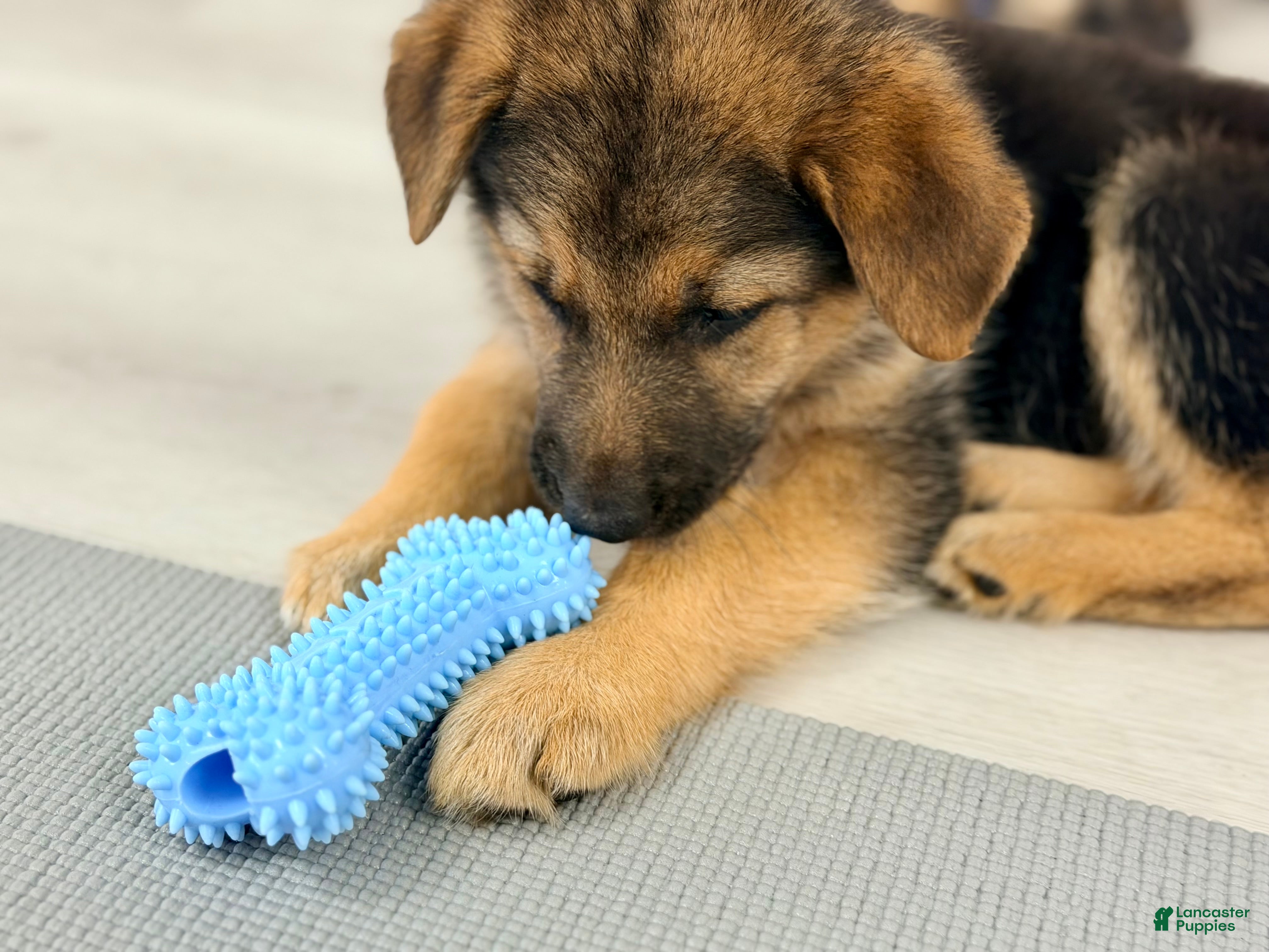 German Shepherd dogs Turbo - Ad 25
