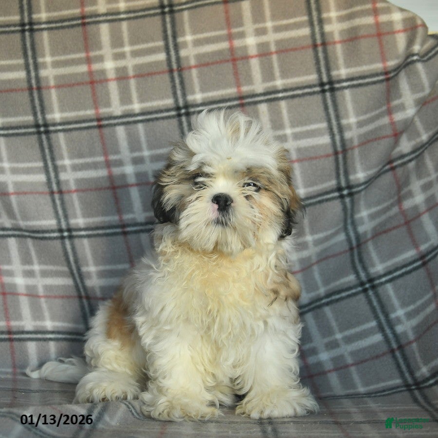 Shihpoo dogs Marty - Ad 2