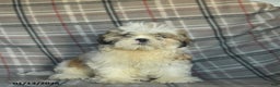 Shihpoo dogs for sale: Marty - Ad 2