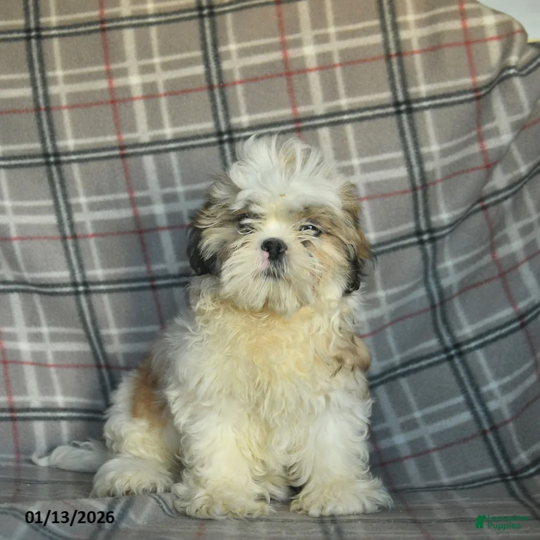 Shihpoo dogs for sale: Marty - Ad 2