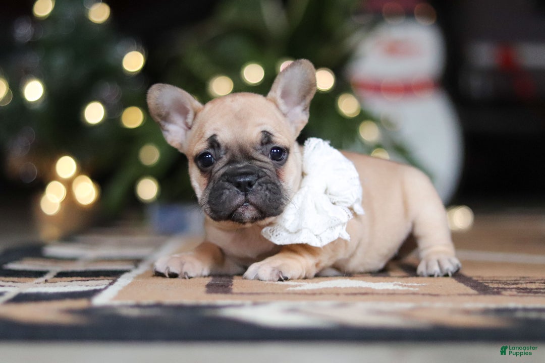 French Bulldog dogs for sale: Ivy - Ad 10