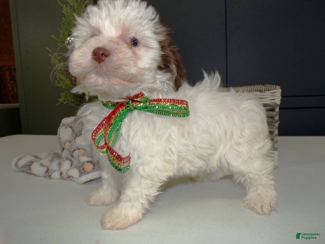 Havanese dogs for sale: Havanese Puppy 1 - Ad 2