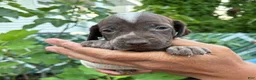 German Shorthaired Pointer dogs for sale: German Shorthaired Pointer Female 2 - Ad 3