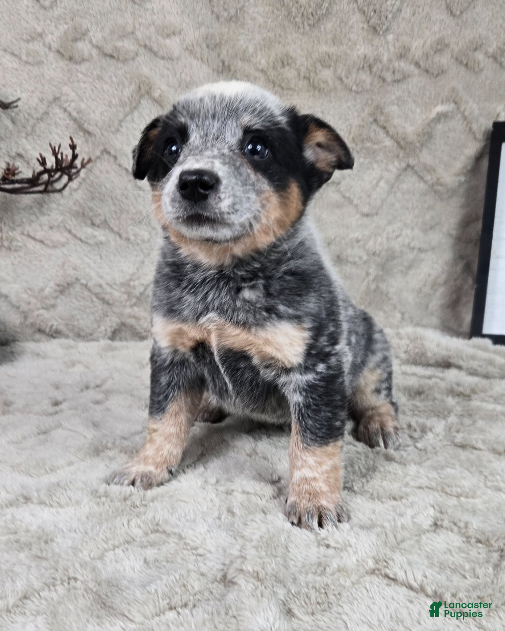 Australian Cattle Dog dogs Harold - Ad 2