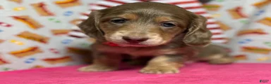 Dachshund 3