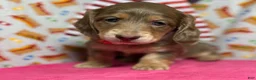 Dachshund dogs for sale: Dachshund 3 - Ad 1