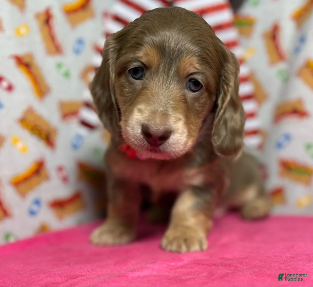 Dachshund dogs for sale: Dachshund 3 - Ad 1
