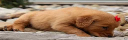 Golden Retriever dogs for sale: Quinton💙 - Ad 13
