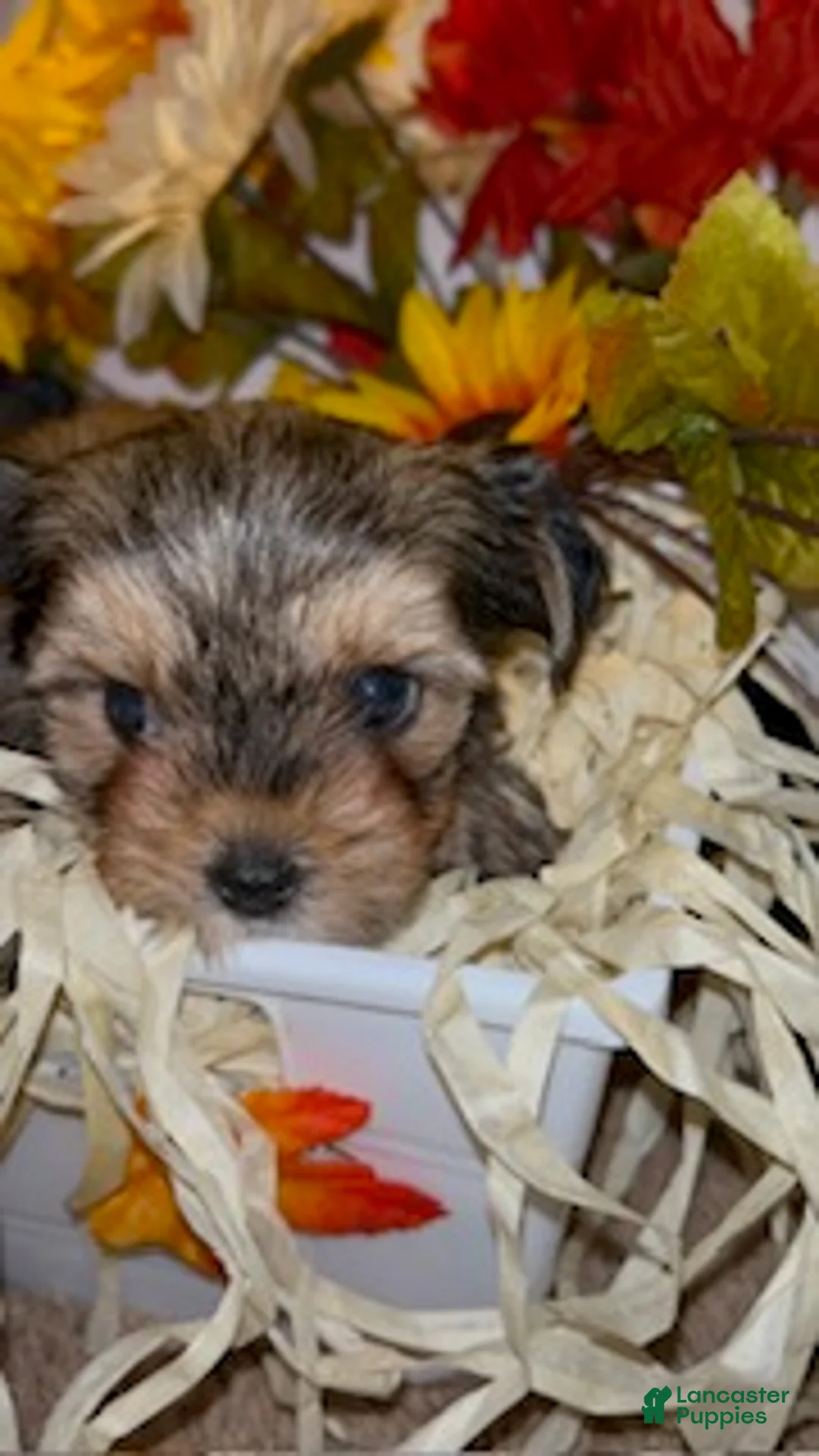 Shorkie dogs for sale: Bella - Ad 1