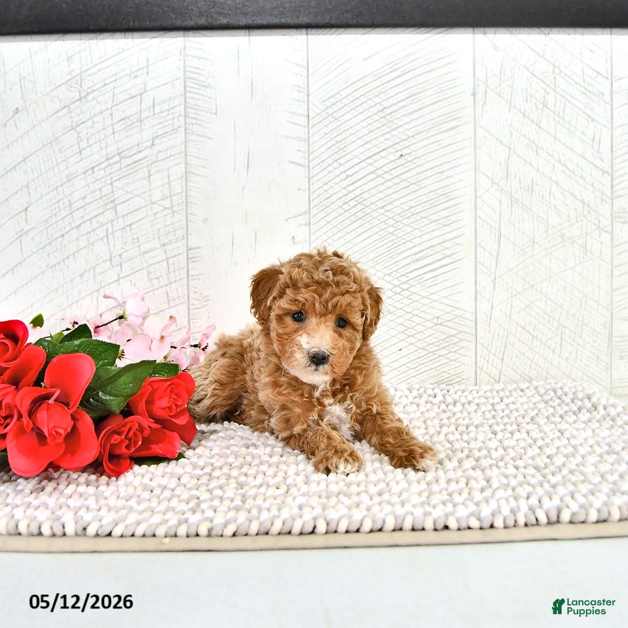 Miniature Poodle dogs Rena - Ad 1