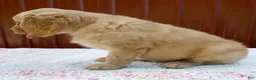 Miniature Golden Retriever dogs for sale: Griffin - Ad 6