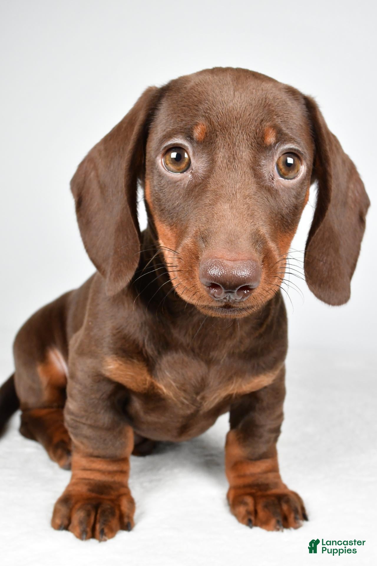 Dachshund dogs for sale: Ronnie - Ad 1