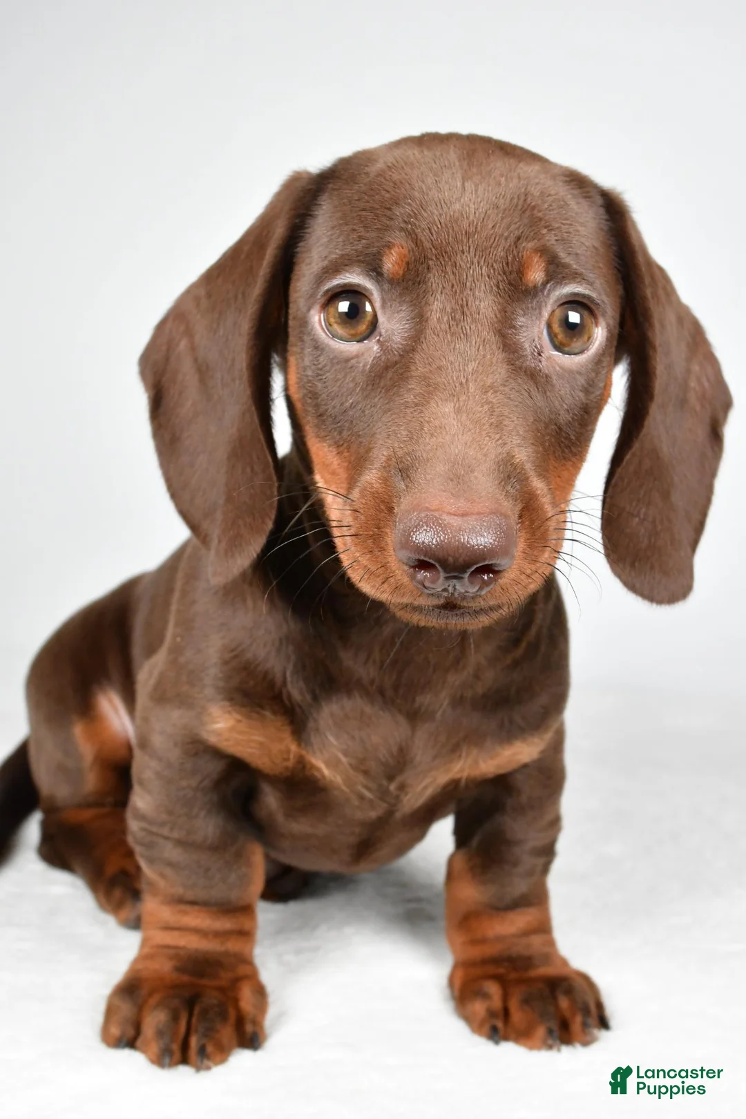 Dachshund dogs for sale: Ronnie - Ad 1