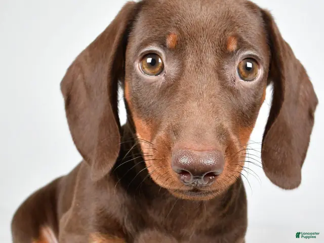 Dachshund dogs for sale: Ronnie - Ad 1