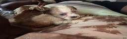Mixed Breed dogs for sale: Unique - Ad 8