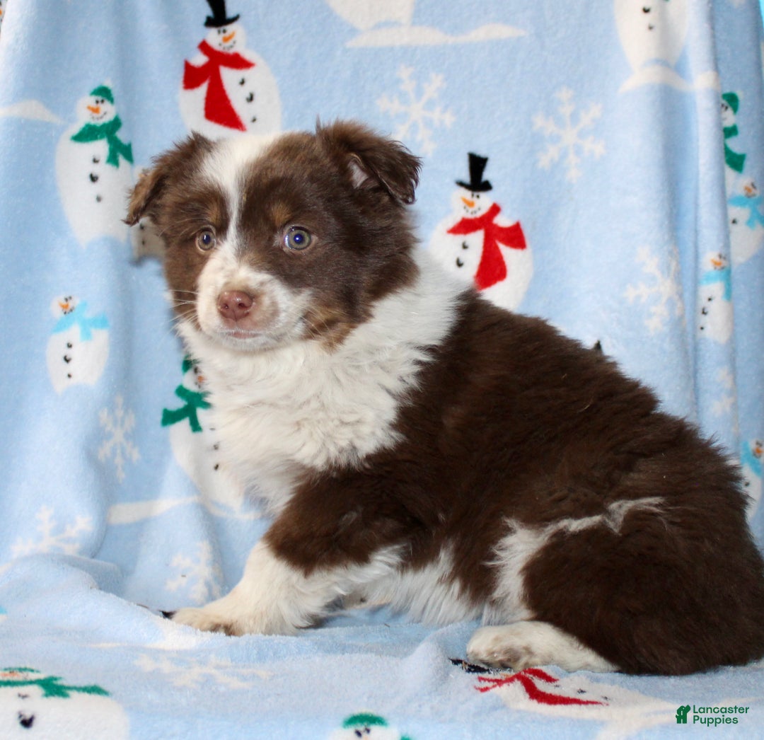Australian Shepherd dogs for sale: Dixie - Ad 3