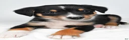 Mixed Breed dogs for sale: J.J - Ad 1