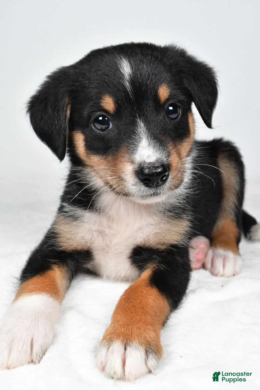 Mixed Breed dogs for sale: J.J - Ad 1