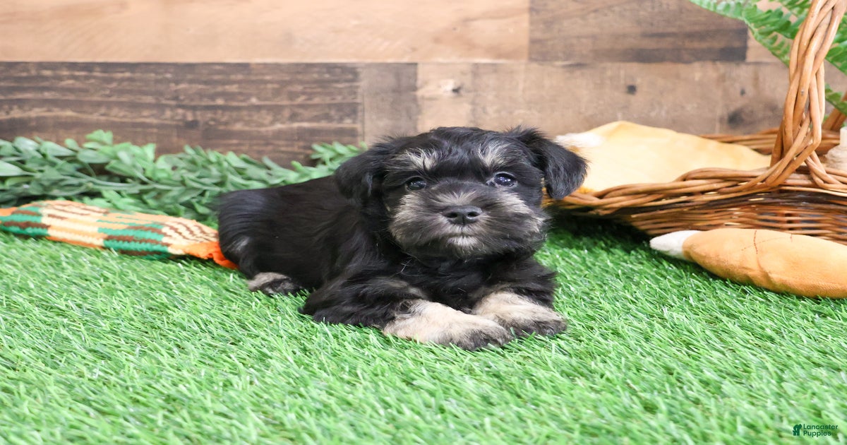 Pablo for sale in Syracuse Lancaster Puppies