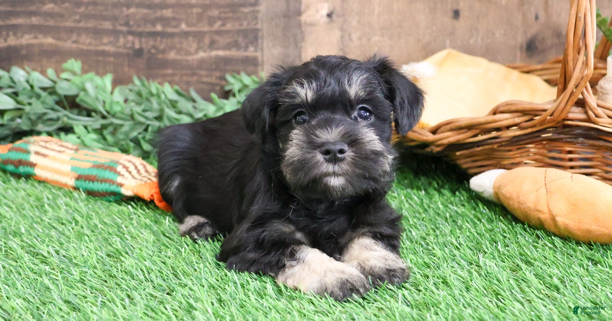 Pablo for sale in Syracuse Lancaster Puppies