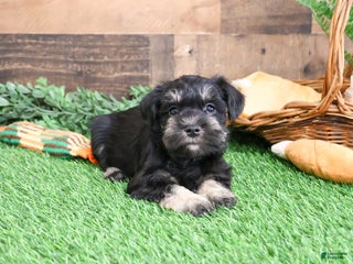 Miniature Schnauzer dogs - Ad 33