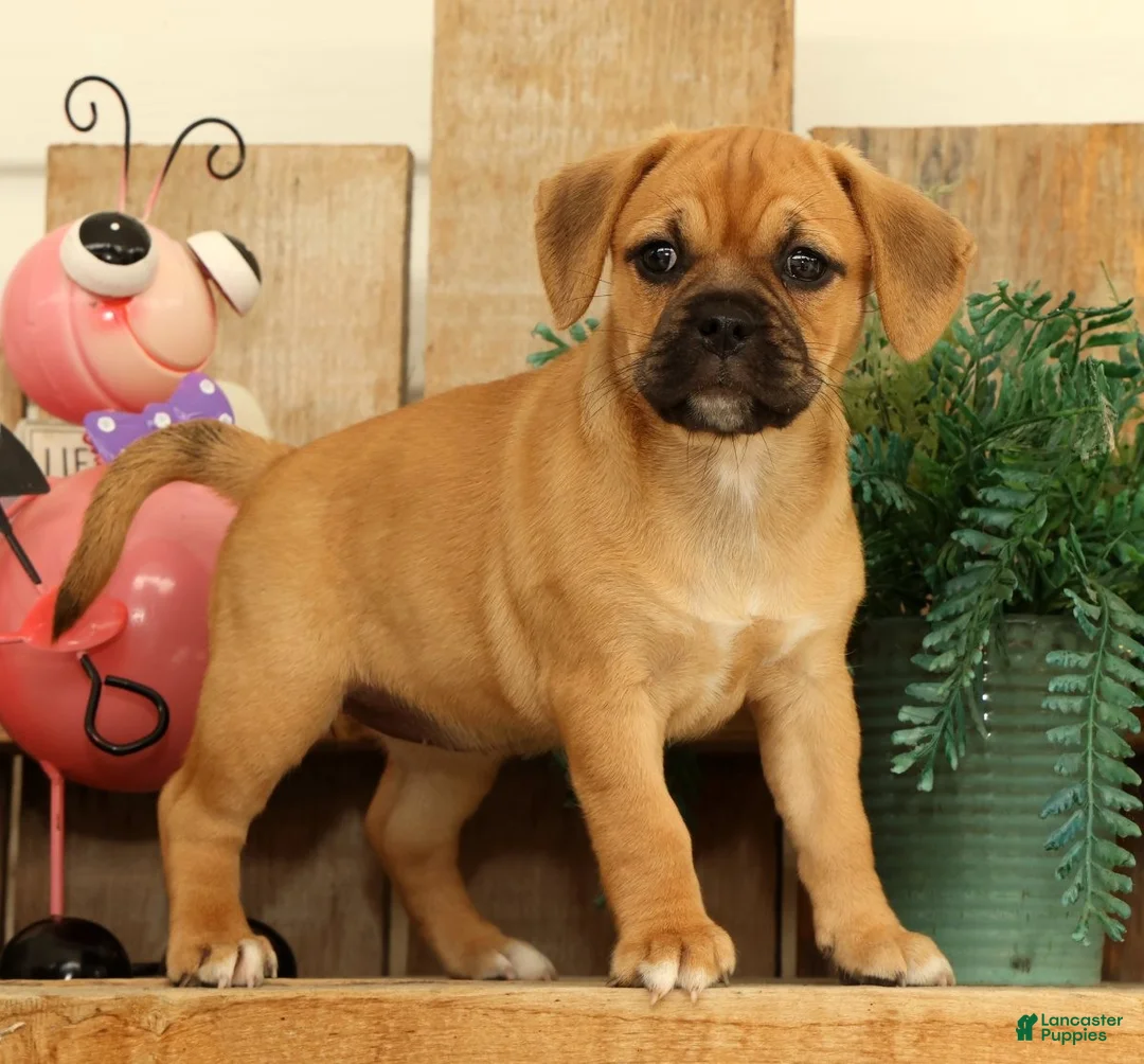Puggle dogs for sale: Atlanta - Ad 1