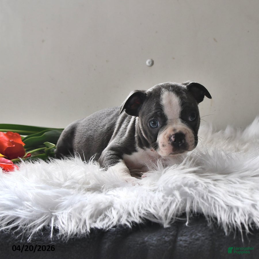 Boston Terrier dogs Pepper - Ad 2