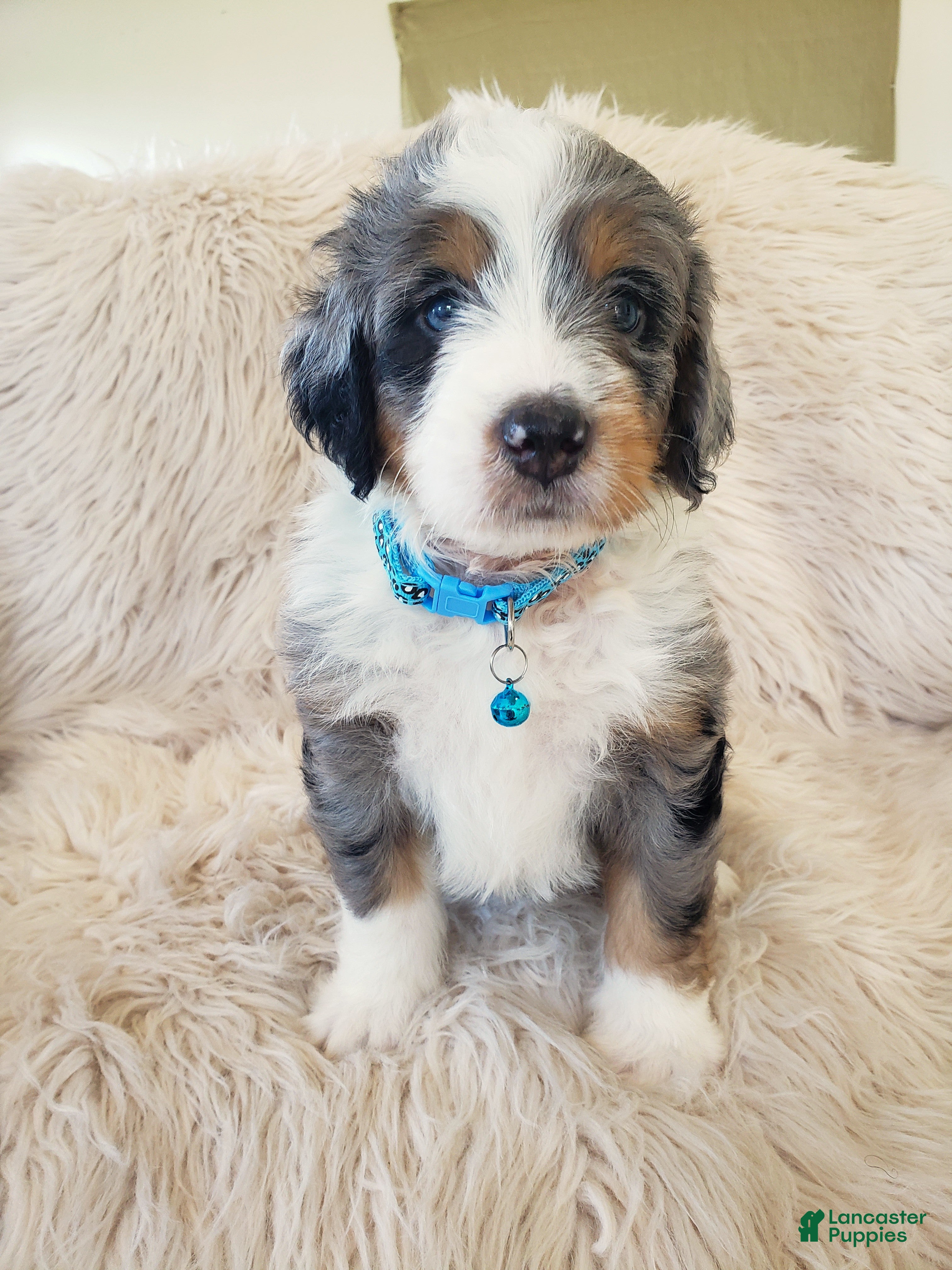 Mini Bernedoodle dogs JAX - Ad 2