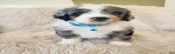 Mini Bernedoodle dogs for sale: JAX - Ad 2