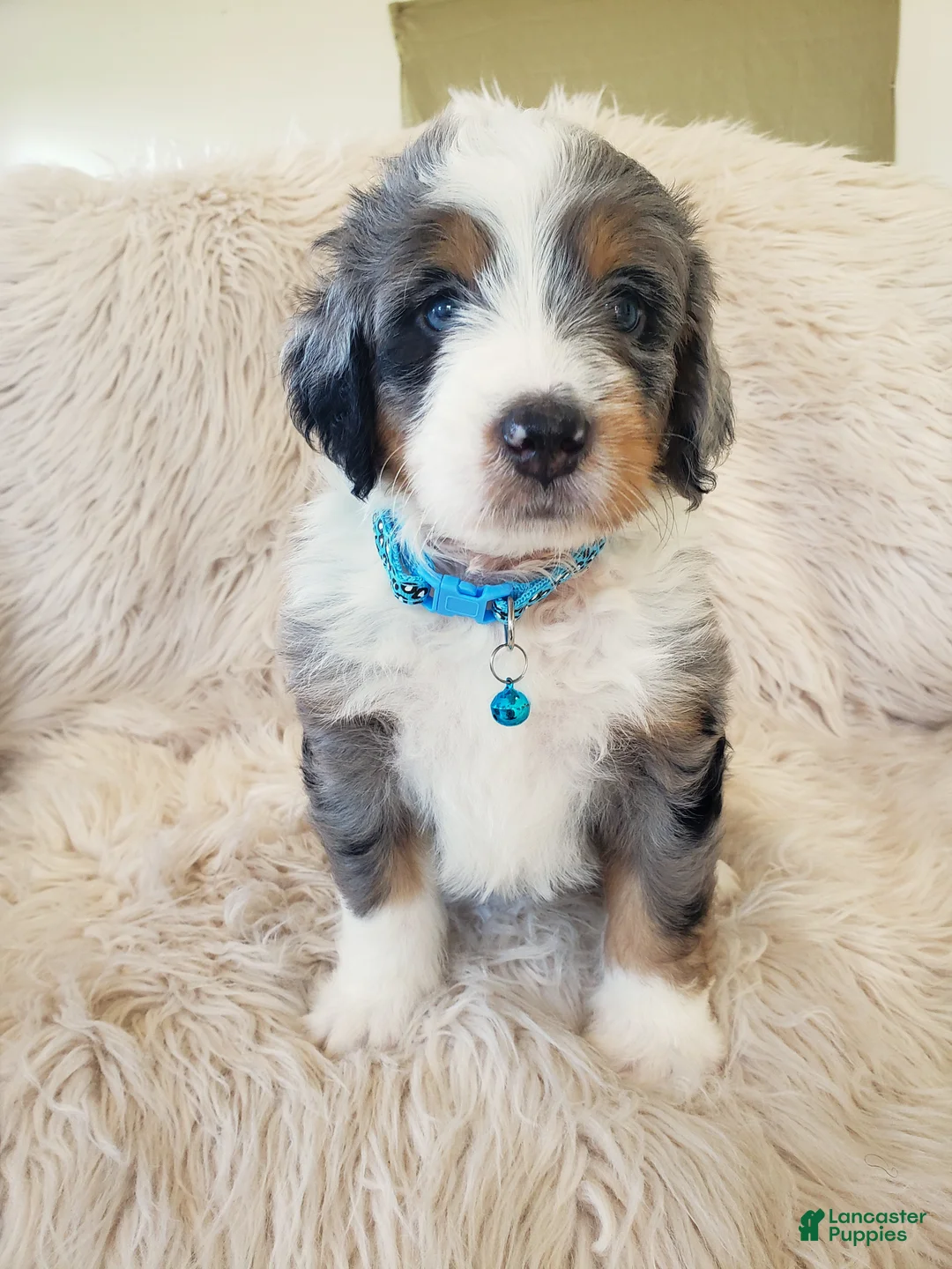 Mini Bernedoodle dogs for sale: JAX - Ad 2