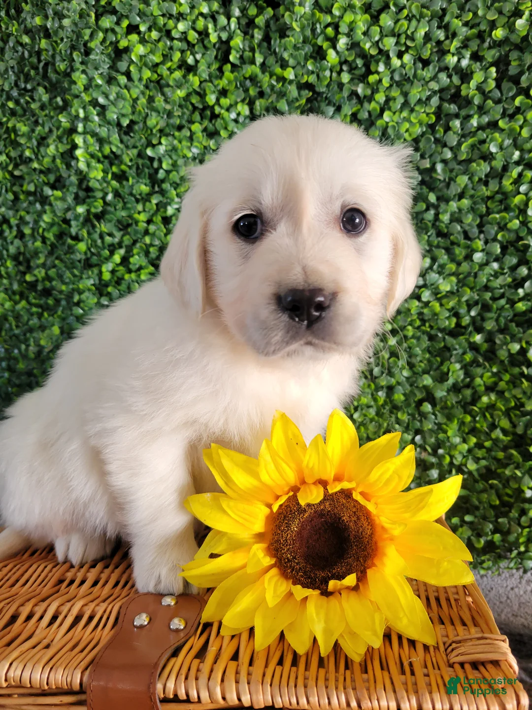Golden Retriever dogs for sale: Ria - Ad 1
