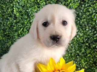 Golden Retriever dogs for sale: Ria - Ad 1