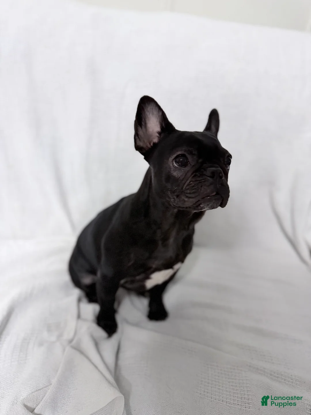 French Bulldog dogs for sale: Coco Cleo channel  - Ad 2