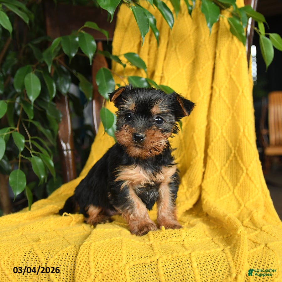 Yorkshire Terrier dogs Nina - Ad 1