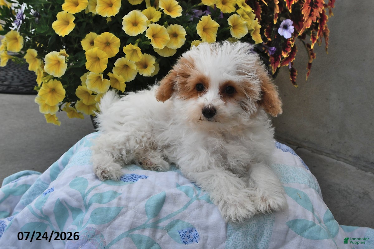 Miniature Poodle dogs Star - Ad 2