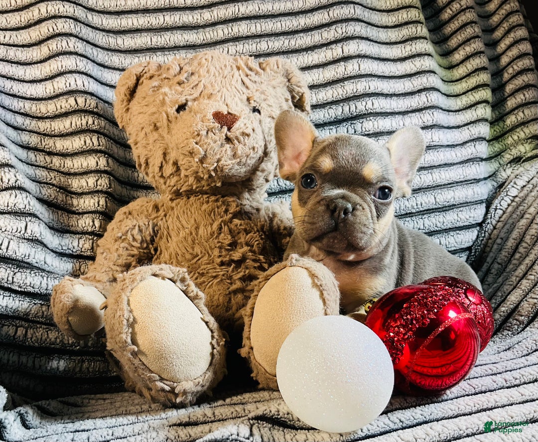 French Bulldog dogs for sale: PABLO - Ad 8