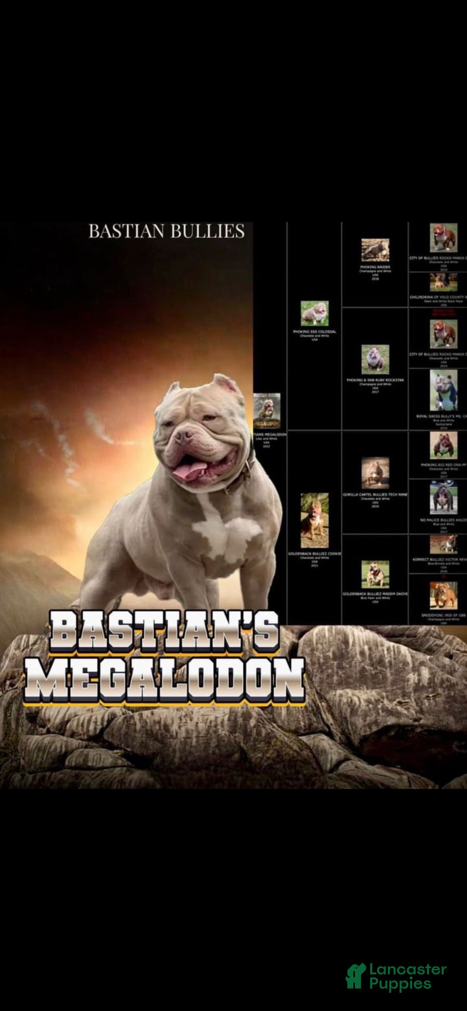 American Bully dogs American Bully 1 - Ad 1