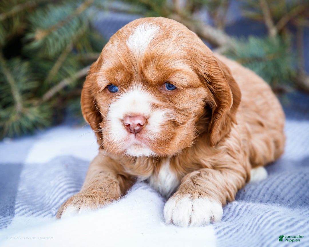 Cocker Spaniel dogs for sale: Sophie - Ad 3