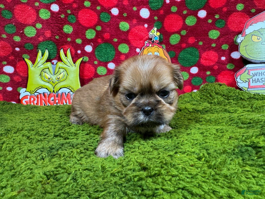 Shih Tzu dogs for sale: Shih Tzu Puppy 3 - Ad 3