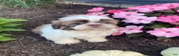 Shih Tzu dogs for sale: Ivy - Ad 3